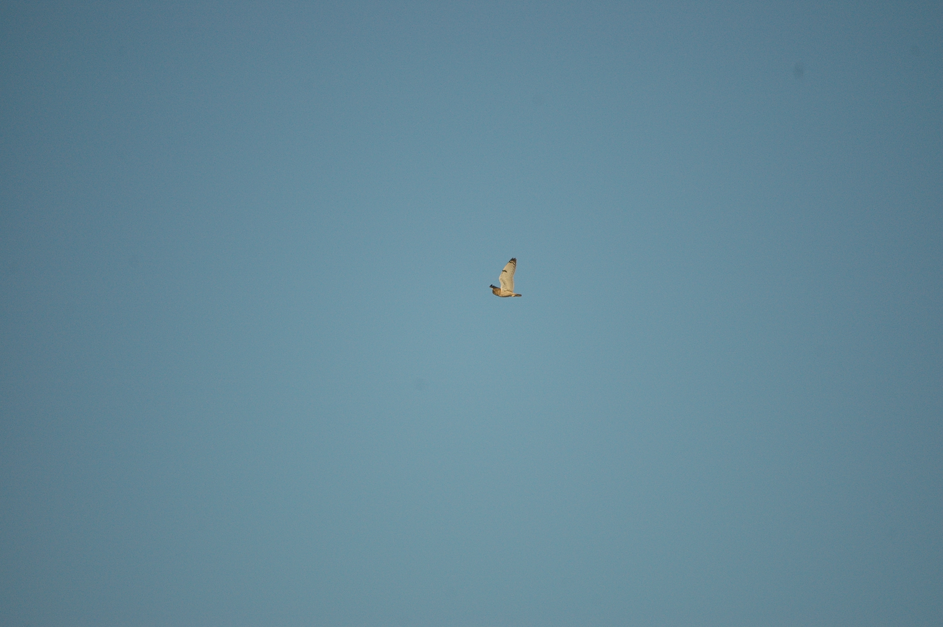 photos/wildlife/Bird_Species/085-Typical_Owls/2826-Short-eared Owl/DSC_4756.JPG